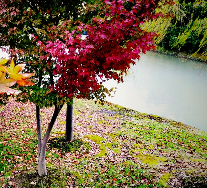 寒秋意郁,千里飘叶